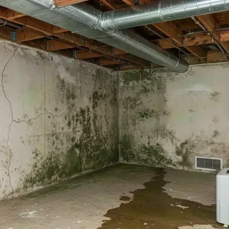 Professional Mold Removal in Buckhannon, WV